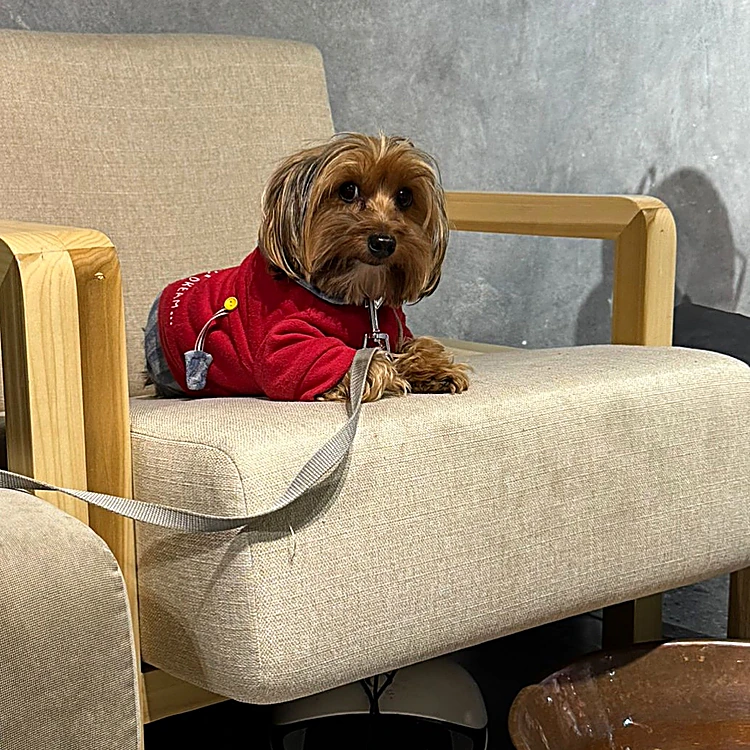 Perrito yorkshire con suéter rojo sentado en un sillón del estudio