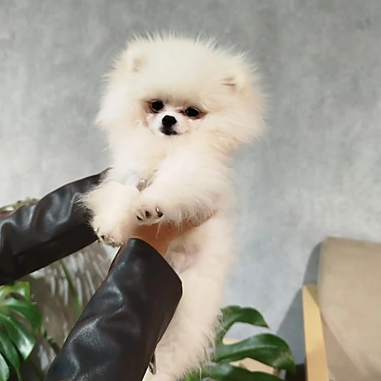 Pomerania blanco cargado dentro del estudio